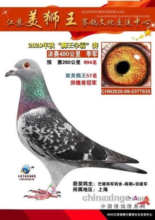 2015惠翔公棚拍卖视频,精彩瞬间与辉煌成果