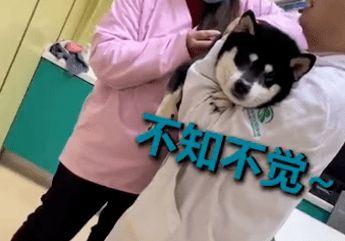 给狗狗打针的视频