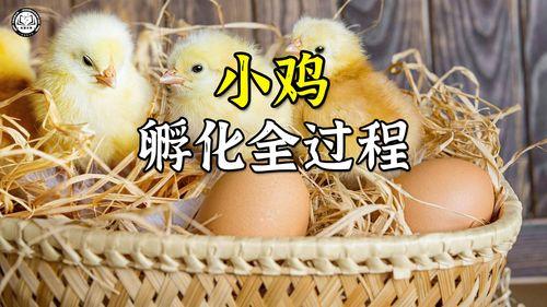 小鸡孵化过程视频,从蛋壳到绒毛球的奇妙蜕变