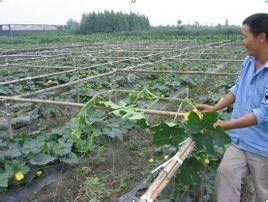 爬地冬瓜种植技术视频,爬地冬瓜高效种植技巧揭秘