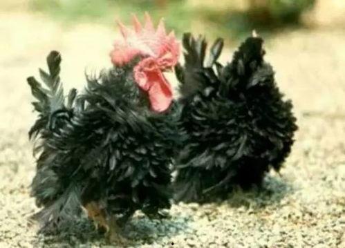 世界硬鸡大赛视频,极限挑战，谁将问鼎巅峰？