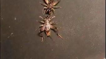 斗蟋蟀精彩视频,惊心动魄的昆虫竞技盛宴