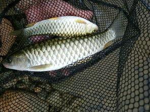 路亚钓法新手视频,新手必看视频教程解析