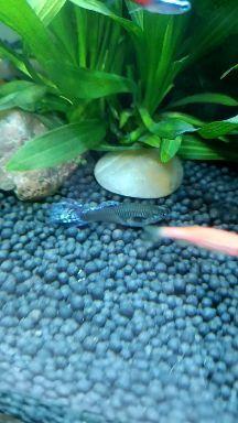 孔雀鱼产仔视频,见证生命奇迹的精彩瞬间