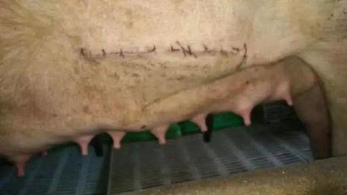 母猪剖腹产的视频,母猪剖腹产手术全过程揭秘