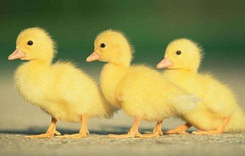 砍鸭子视频,揭秘砍鸭子视频背后的惊心动魄