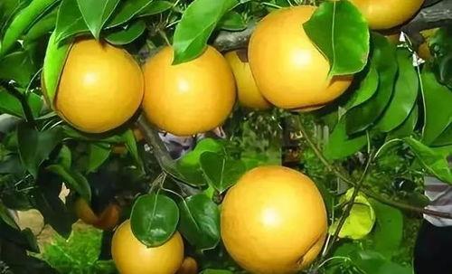 梨树冬季修剪视频,视频教程深度解读