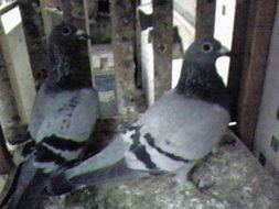 刘晶淼信鸽视频,揭秘信鸽竞速的奥秘与技巧