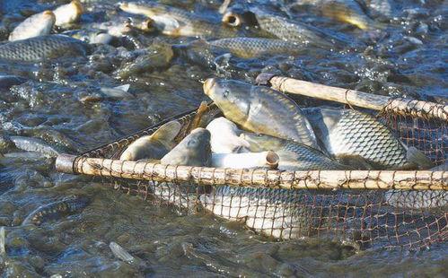 活鱼视频大全,探秘水族世界的精彩瞬间