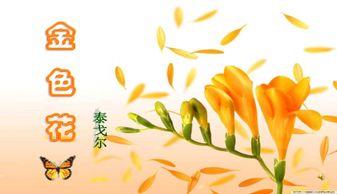 金色花教学视频