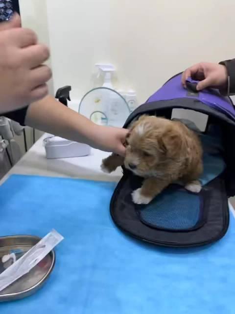 给狗狗打针的视频