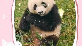 熊猫视频大全可爱,萌动瞬间，可爱满屏