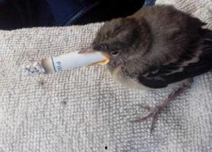 醉麻雀视频,揭秘网络直播界的神秘魅力