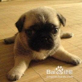 巴哥犬训练方法视频,视频教程全面解析