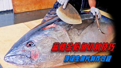 切金枪鱼视频,切金枪鱼捕猎瞬间，惊心动魄的海洋奇观